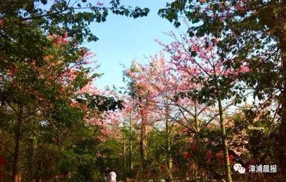 漳浦县牛,凭什么你那么牛原版