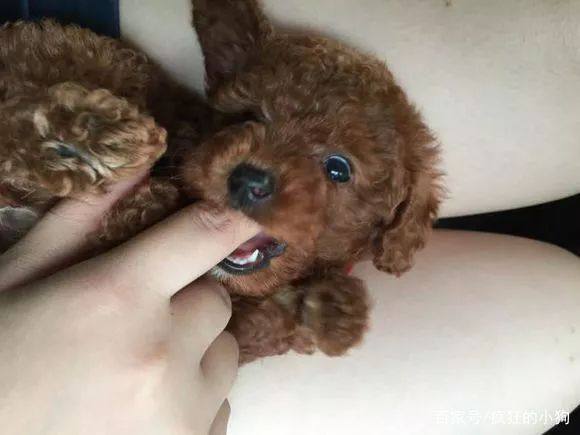 狗狗经常咬人有什么办法,狗狗老是咬人怎么处理牙齿