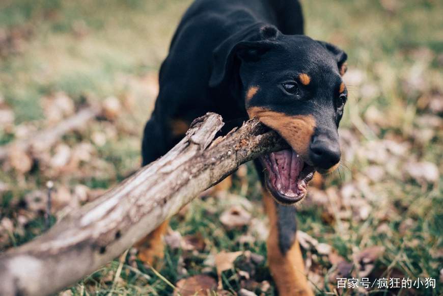 狗狗老是咬人手,狗狗总喜欢咬人手该怎样训练纠正