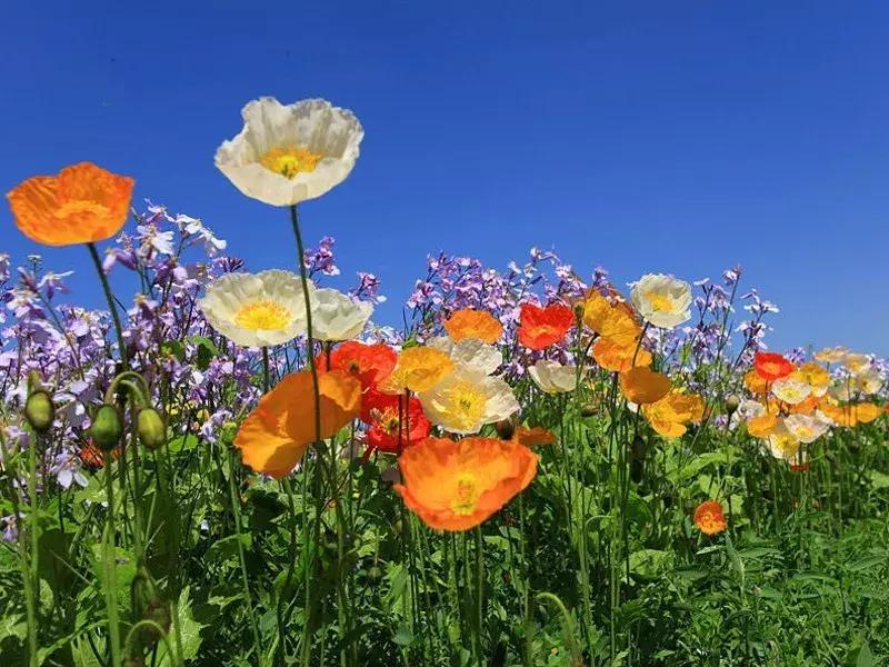 花车花田，美景美食，五一不用远走，丰台这些地方承包你的假期时光！