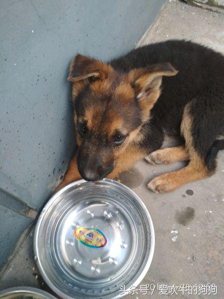 德牧串多少钱,德牧串值得入手吗