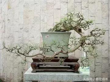 九里香为什么大量掉叶,九里香掉枝掉叶怎么急救