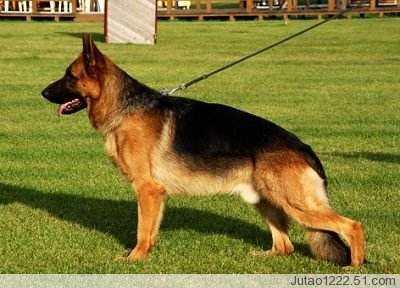 德国牧羊犬和德牧是一个品种吗,德牧和德国牧羊犬是一个品种吗