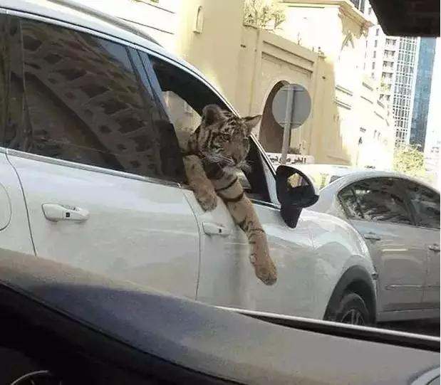 迪拜贫穷人的生活,迪拜贫穷限制了我的想象