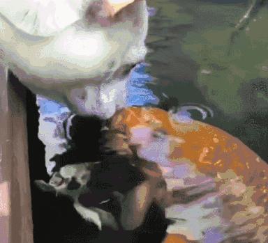 狗狗和金鱼的视频,狗狗和猫第一次见面