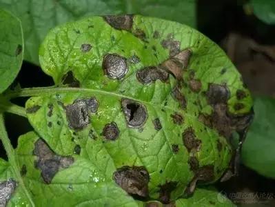 瓜菜病虫害大全!用药防治并不难!看图对照,你能认识多少?