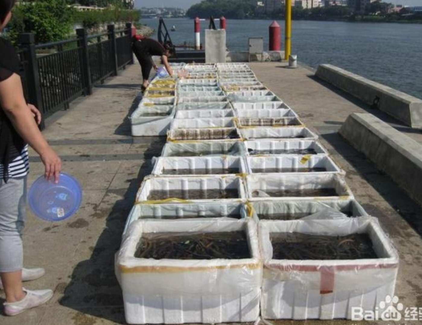 牛蛙死亡多少只,一千只牛蛙捉回来就死了几斤