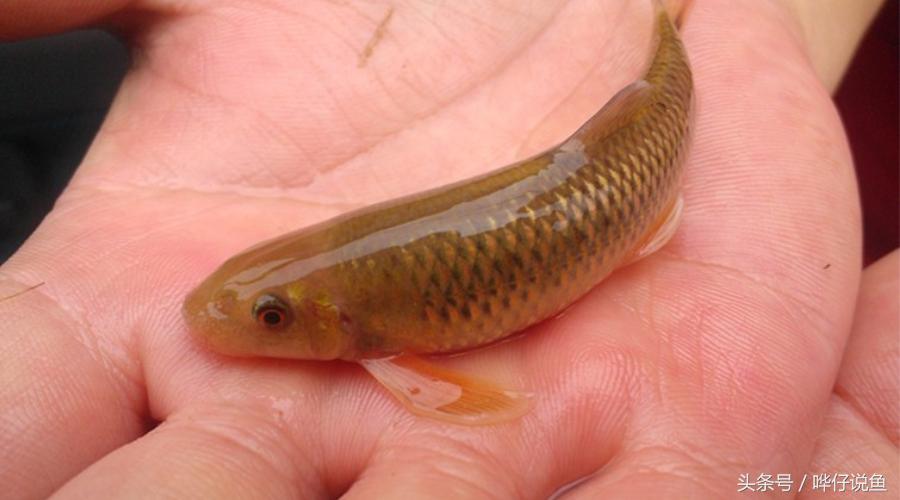 最后悔养的10种观赏鱼,最受欢迎的十种原生观赏鱼有哪些