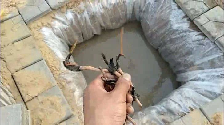 种碗莲教程视频,种碗莲怎么施肥