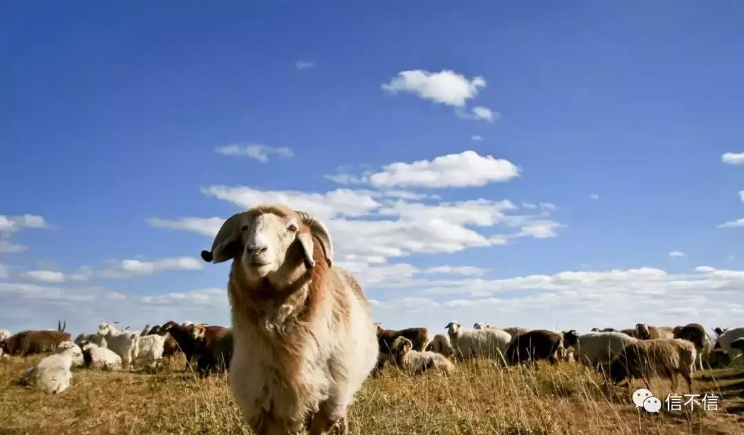 用“养羊理论”来看百度的UGC