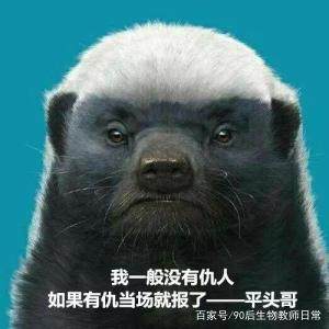 平头哥蜜獾你见过吗,蜜獾平头哥有没有人养