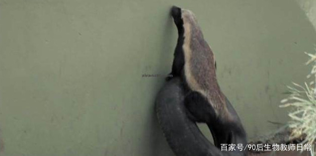 平头哥蜜獾你见过吗,蜜獾平头哥有没有人养