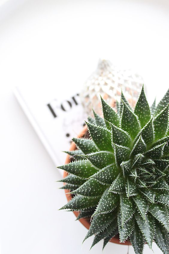 别再养吊兰了这些花比绿萝更漂亮,跟绿萝一样好养的植物