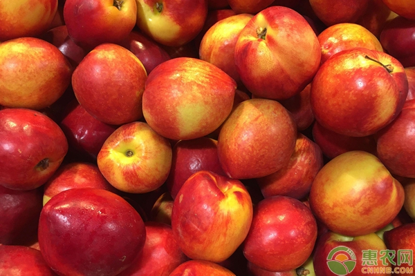 目前市场上的油桃多少钱一斤,今日油桃价格最新报价