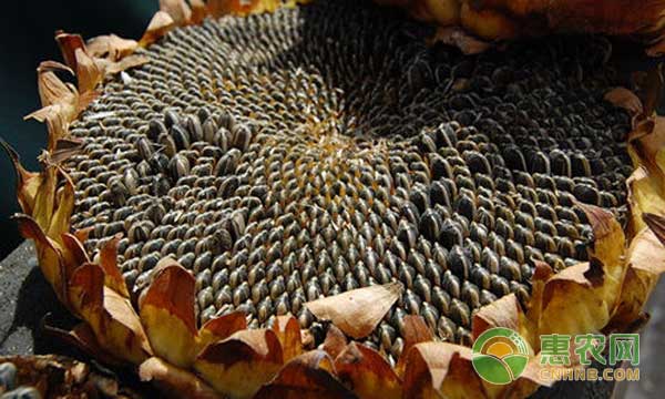 今年葵花收购价是怎样的行情,近期葵花市场行情走势