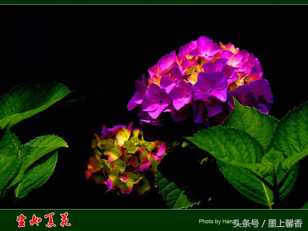 100种常见花语和图片大全,这些花语太美了建议收藏