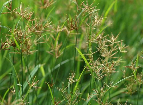 调理女性妇科疾病的药材,中药调理妇科病一般连喝几个疗程