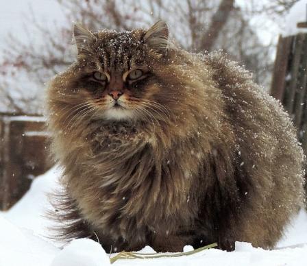 世界上最顶级的猫咪,世界上最巅峰的猫咪