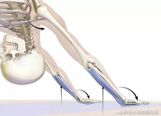 瑜伽下犬式基本功,下犬式瑜伽体式为什么重要