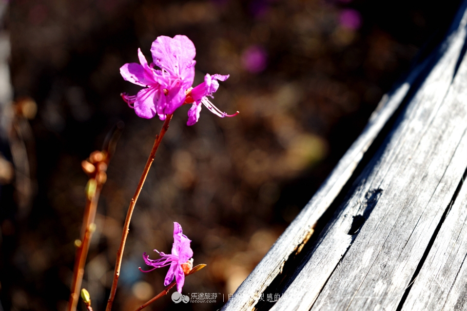 朴树冷门却很好听的歌,朴树适合西藏的歌