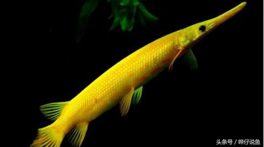 火箭鱼种类大全,火箭鱼有多少品种