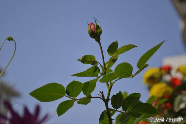 花虫除虫小妙招,花儿如何除虫