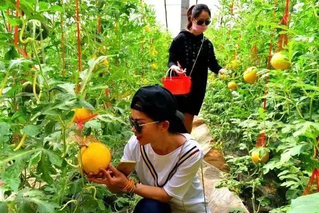洋丰生态园是一家集旅游观光、休闲度假、这里有比初恋还甜的水果
