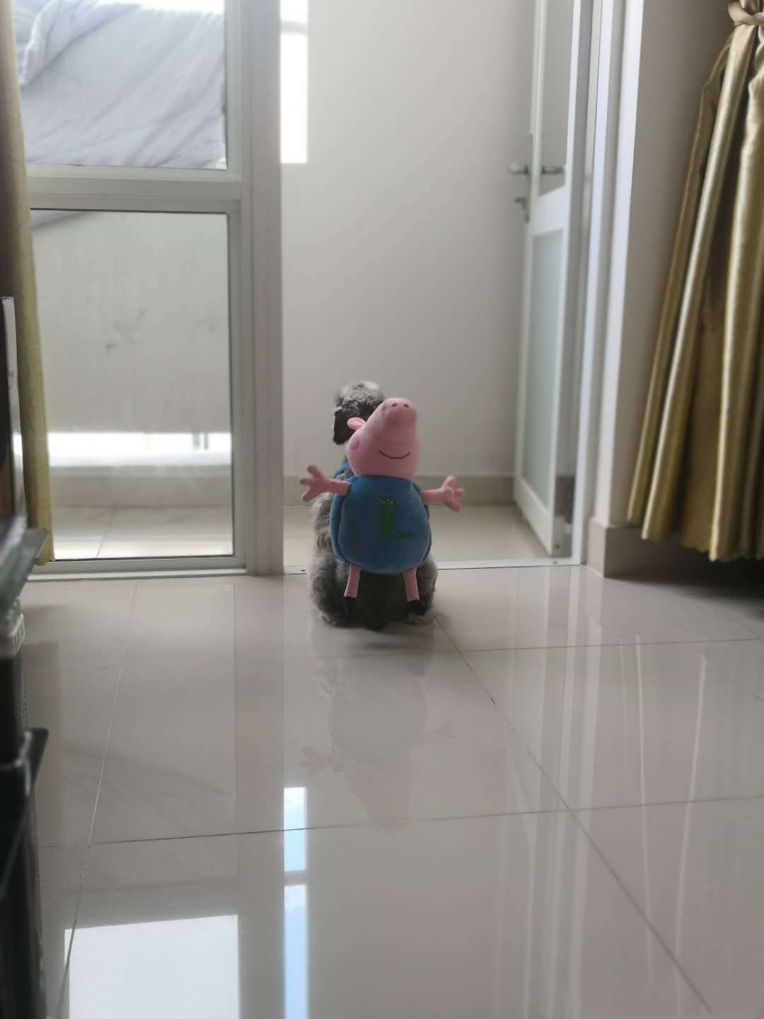 狗子被装书包,狗子被帽衫系紧表情包