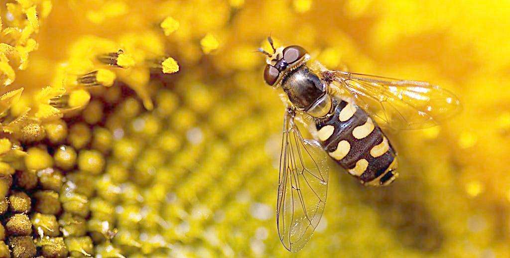 蜜蜂蛰着怎么处理,被蜜蜂蛰了怎么处理蚂蚁森林