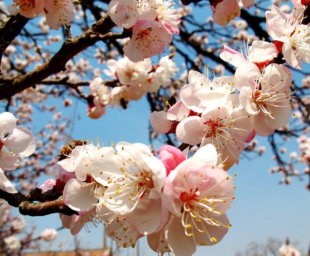 魏子昌经典诗词,魏子昌律诗全集