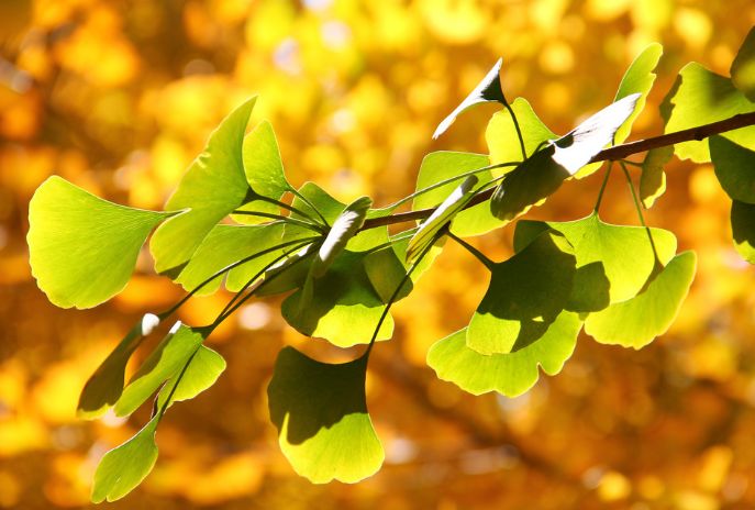 魏子昌经典诗词,魏子昌律诗全集