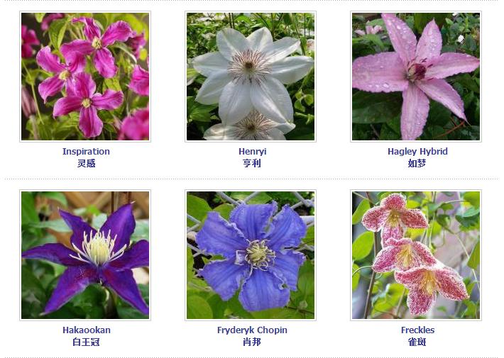 铁线莲爬藤花卉排名前十名,铁线莲哪个品种花最好看