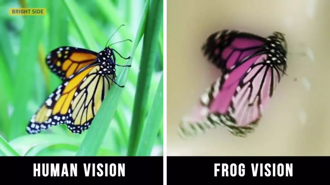 动物眼中的世界是什么样子的图片,动物眼里的世界长怎样