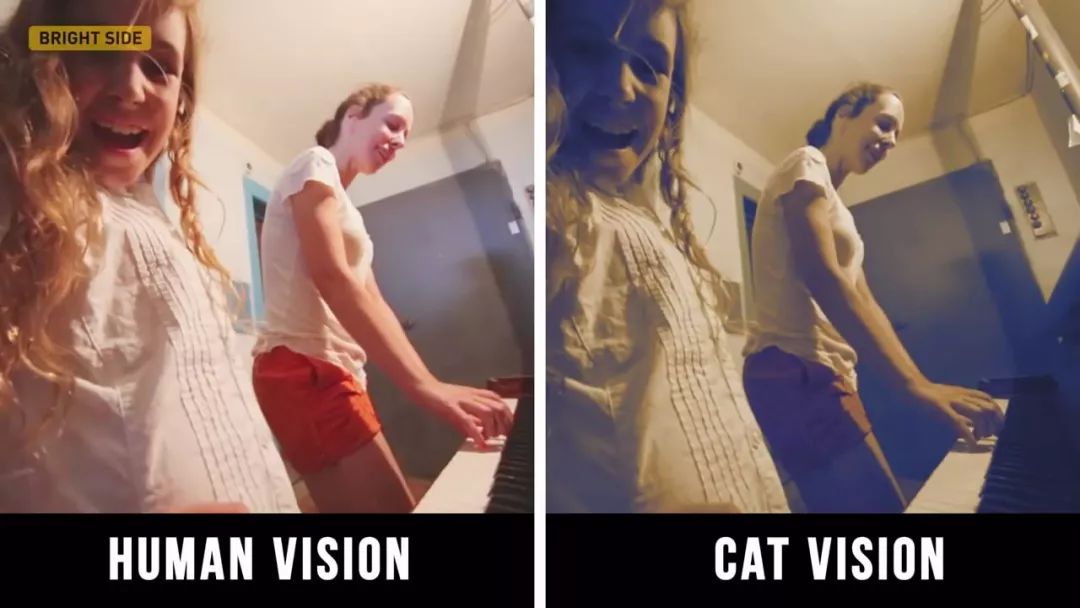 动物眼中的世界是什么样子的图片,动物眼里的世界长怎样