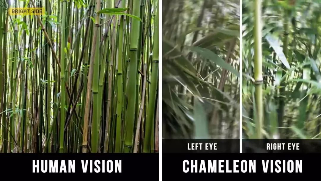 动物眼里的世界长什么样子,动物眼里的世界都是什么颜色