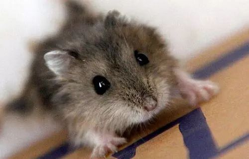 一男子被老鼠咬伤发病而死,男子被老鼠咬伤反咬老鼠
