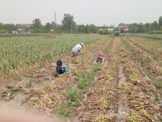 蒜薹免费送,苍山蒜薹免费送
