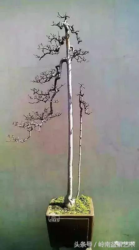 栀子花开美好如初,栀子花开花开盛夏