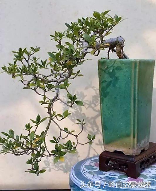 栀子花开美好如初,栀子花开花开盛夏