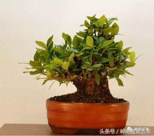 栀子花开美好如初,栀子花开花开盛夏