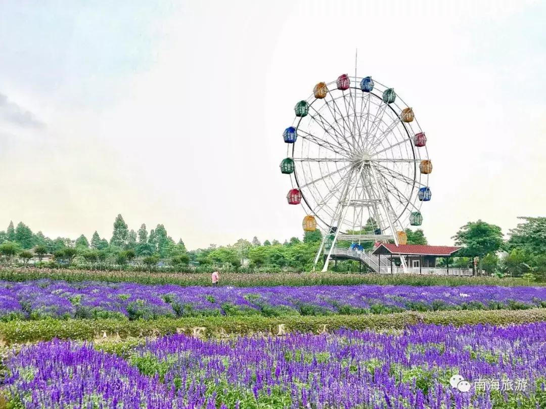 紫色薰衣草海+五彩摩天轮！南海这里充满异国风情如电影般唯美！