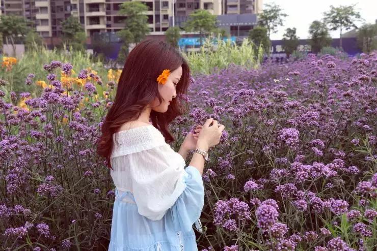 紫色薰衣草海洋,薰衣草花海摩天轮