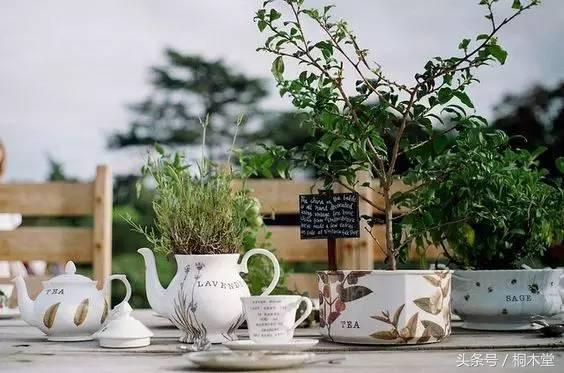 茶叶大盗罗伯特,茶叶大盗