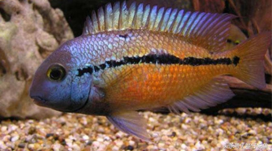 鹦鹉鱼爸爸妈妈跟孩子能一起养吗,鹦鹉鱼与罗汉鱼的区别