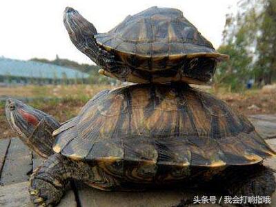 周公解梦第30期解析,周公解梦全集预示好运的梦