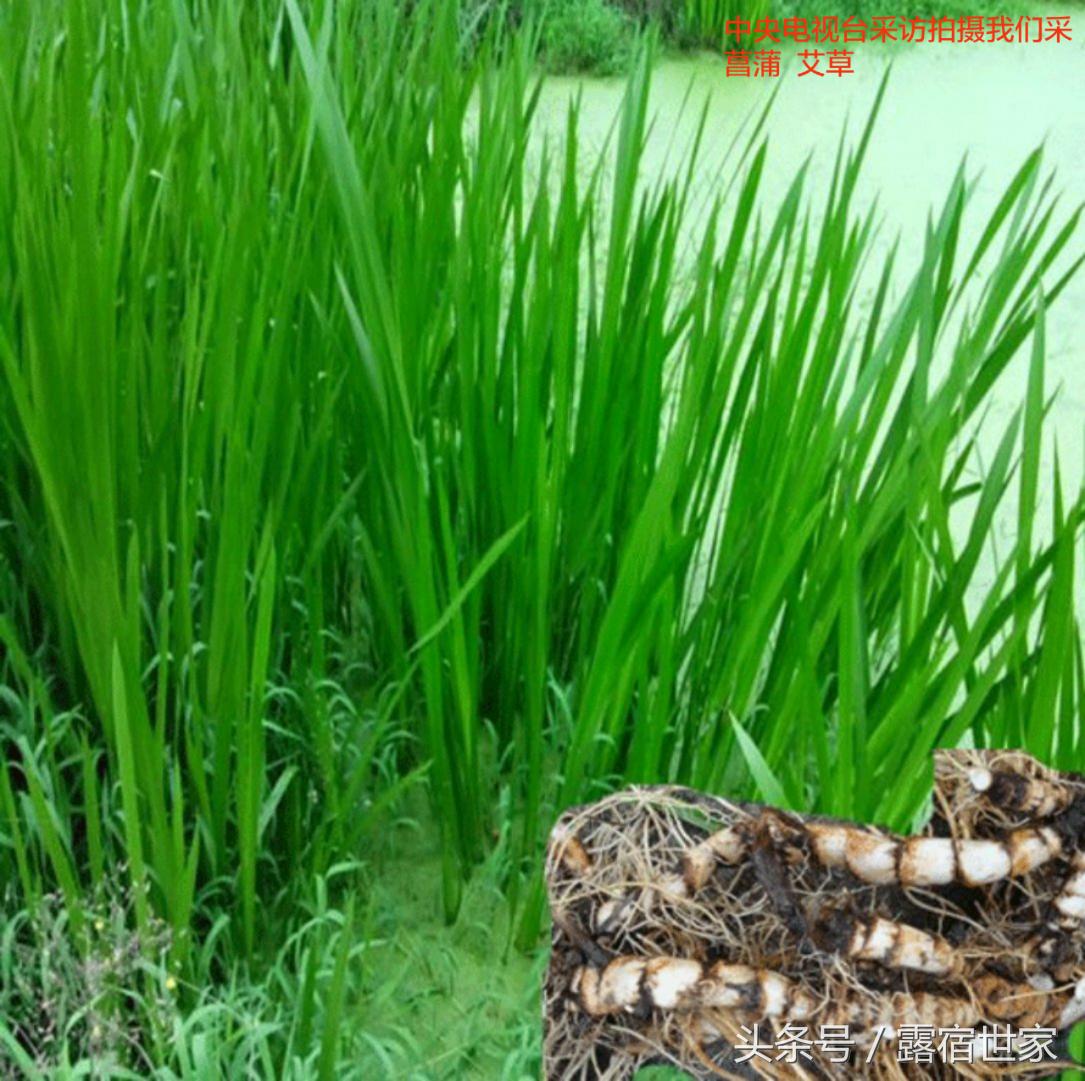 有治头晕耳鸣的西药没有,用菖蒲塞耳内能治耳鸣吗