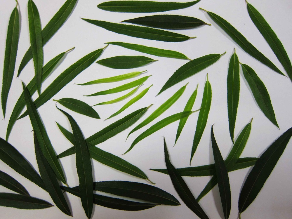 脚气发白发臭的自制小偏方,脚气痒脚底皮增厚有什么小偏方