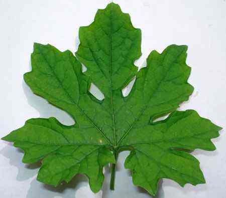 脚气发白发臭的自制小偏方,脚气痒脚底皮增厚有什么小偏方