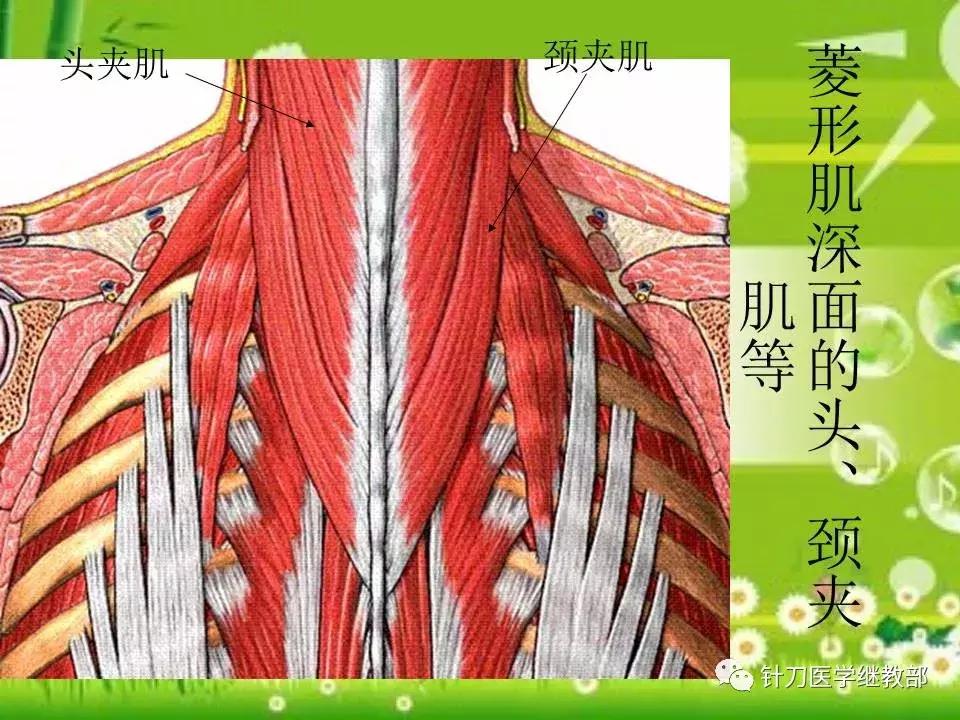颈椎肌肉损伤用小针刀治疗,针刀治疗颈椎导致神经损伤