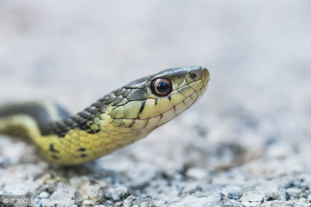 有个规矩家蛇绝对是不能打死，老人是绝对很相信这个的